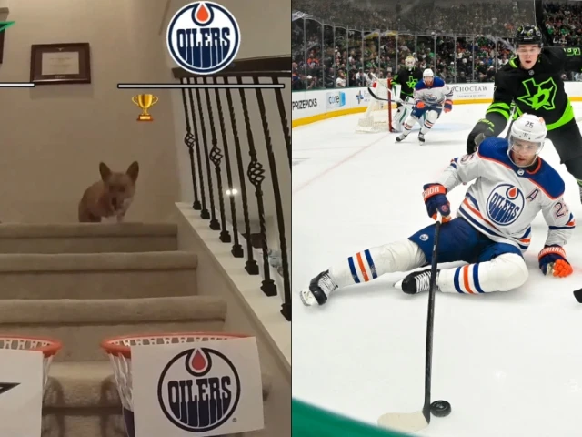 Hockey savant corgi predicts who will win Oilers-Stars playoff series