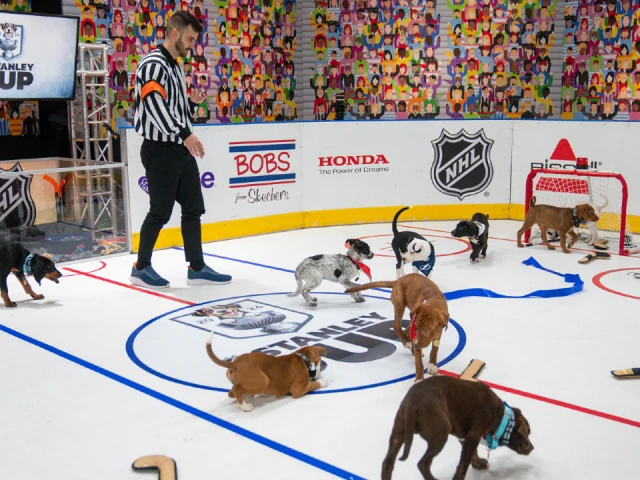 Inaugural ‘Stanley Pup’ competition to air ahead of Game 1 of Cup Final