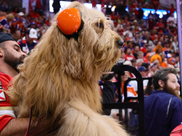 A dog sat front row at the Stanley Cup Final and everyone loved him