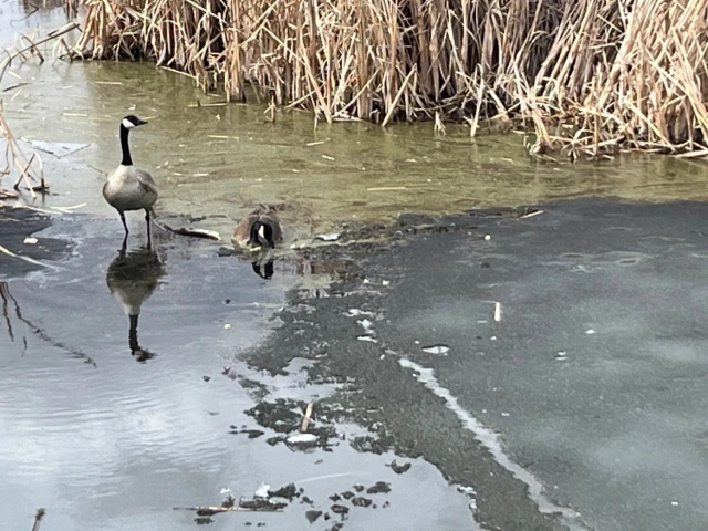 Oilers at Ducks, G36 2024-25