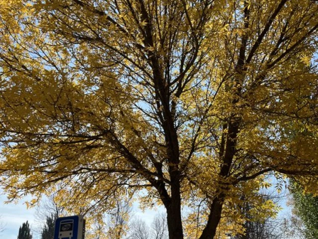 Maple Leafs at Oilers, G52 2024-25