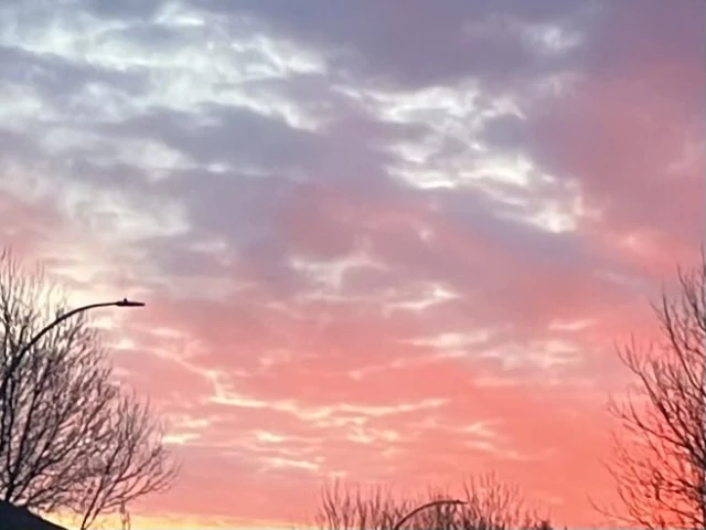 Thorn Tree In The Garden