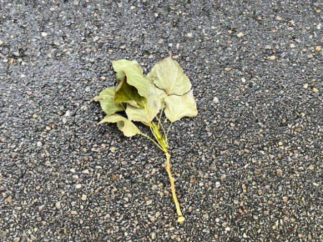 Breeze Driftin’ On By