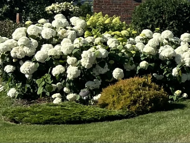 The 1980 Training Camp