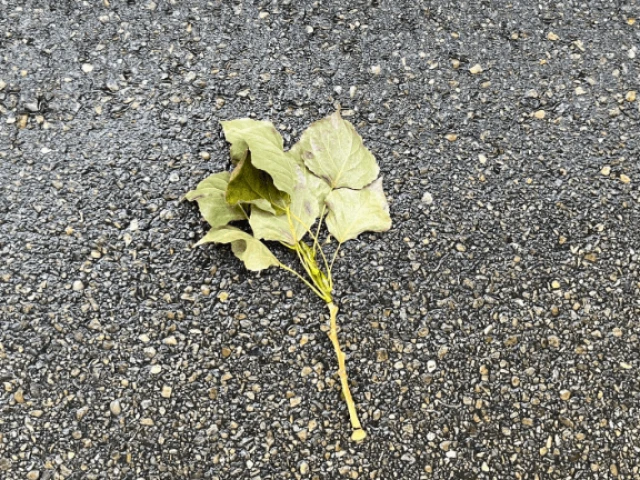 The Last Chance Texaco