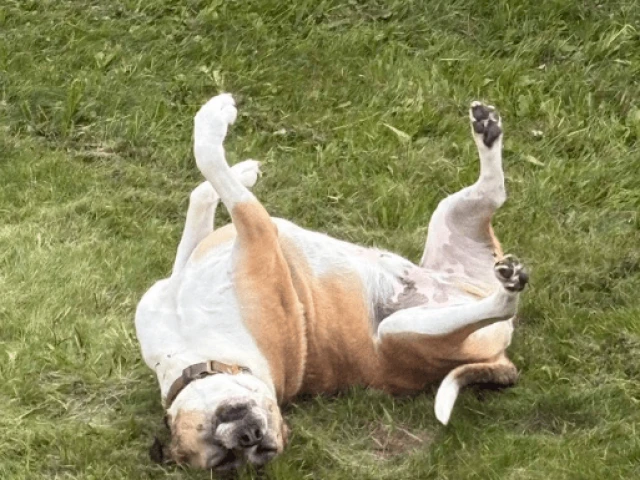 Oilers at Blues, G14 2025-26