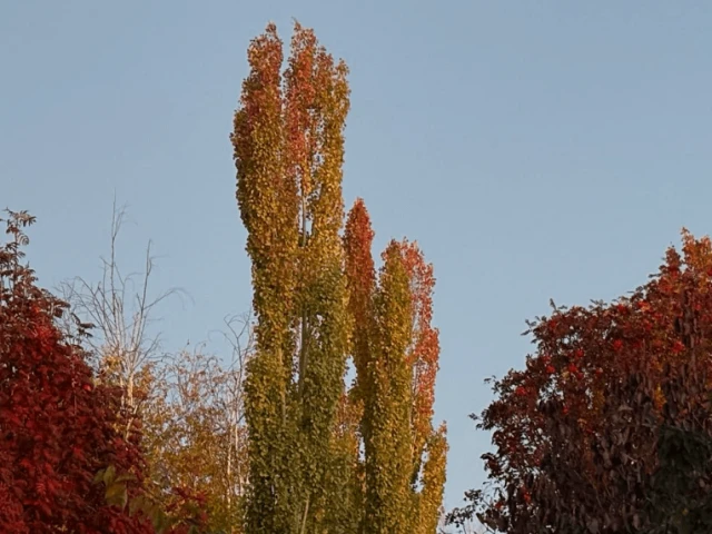 Oilers at Stars, G15 2025-26