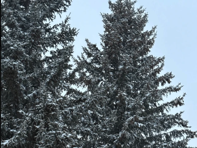 Avalanche at Oilers, G16 2025-26