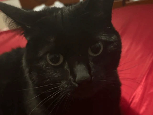 Wild at Oilers, G27 2025-26