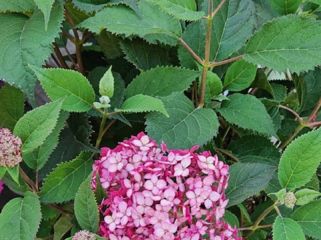 Jets at Oilers, G29 2025-26