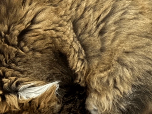 Oilers at Penguins, G34 2025-26