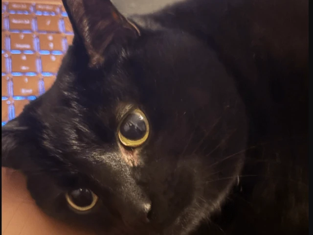 Bruins at Oilers, G41 2025-26